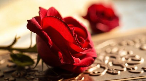 Pourquoi choisir la rose éternelle pour une beauté durable